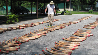 Illustration for article titled Shipwreck Filled With Treasure and Elephant Tusks Sheds Light on 16th-Century Ivory Trade
